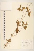 金腰箭藏品圖，第1張