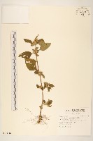 金腰箭藏品圖，第1張