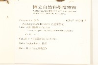 光梗闊苞菊藏品圖，第2張