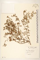 光梗闊苞菊藏品圖，第1張