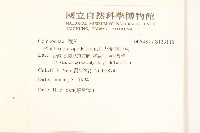 光梗闊苞菊藏品圖，第2張