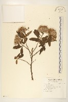 香闊苞菊藏品圖，第1張