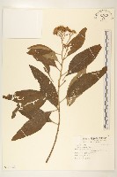 香闊苞菊藏品圖，第1張