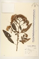 香闊苞菊藏品圖，第1張