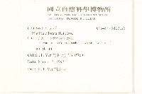 香闊苞菊藏品圖，第2張