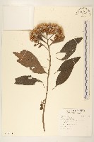 香闊苞菊藏品圖，第1張