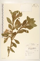 翼莖闊苞菊藏品圖，第1張