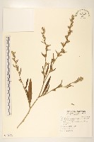 假地膽草藏品圖，第1張