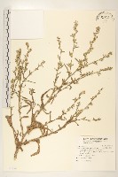 假地膽草藏品圖，第1張