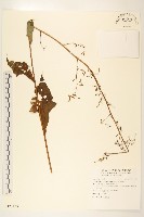 臺灣福王草藏品圖，第1張