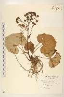 臺灣款冬藏品圖，第1張