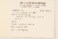 銀膠菊藏品圖，第2張