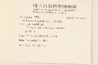 銀膠菊藏品圖，第2張