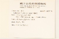 銀膠菊藏品圖，第2張