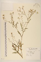 銀膠菊藏品圖，第1張