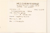 銀膠菊藏品圖，第2張