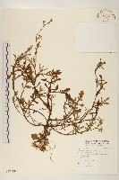 矮菊藏品圖，第1張