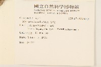 矮菊藏品圖，第2張