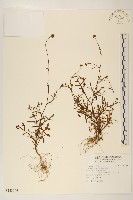 矮菊藏品圖，第1張