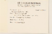 矮菊藏品圖，第2張