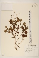 矮菊藏品圖，第1張