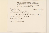 矮菊藏品圖，第2張