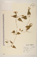 蔓澤蘭藏品圖，第1張