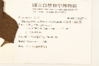 小舌菊、蔓綿菜藏品圖，第2張