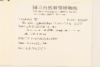 小舌菊、蔓綿菜藏品圖，第2張