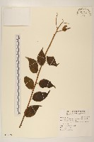 小舌菊、蔓綿菜藏品圖，第1張