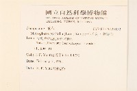 小舌菊、蔓綿菜藏品圖，第2張