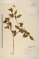 小舌菊、蔓綿菜藏品圖，第1張
