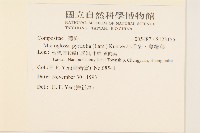 小舌菊、蔓綿菜藏品圖，第2張