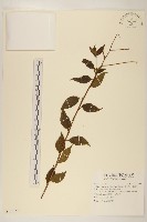 小舌菊、蔓綿菜藏品圖，第1張