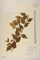 小舌菊、蔓綿菜藏品圖，第1張