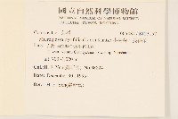 小舌菊、蔓綿菜藏品圖，第2張