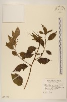 小舌菊、蔓綿菜藏品圖，第1張