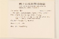 小舌菊、蔓綿菜藏品圖，第2張