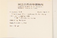 小舌菊、蔓綿菜藏品圖，第2張