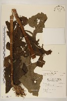 山苦藚、假福王草藏品圖，第1張