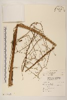 山苦藚、假福王草藏品圖，第2張