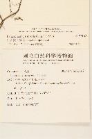 山苦藚、假福王草藏品圖，第3張