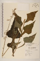 山苦藚、假福王草藏品圖，第1張