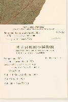 山苦藚、假福王草藏品圖，第2張