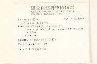 鵝仔草藏品圖，第2張