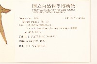 鵝仔草藏品圖，第2張