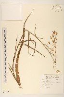 鵝仔草藏品圖，第1張