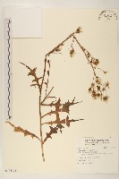 鵝仔草藏品圖，第1張