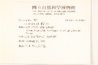 鵝仔草藏品圖，第2張