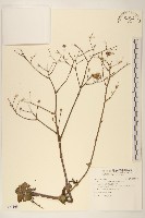 臺灣山苦苣藏品圖，第1張